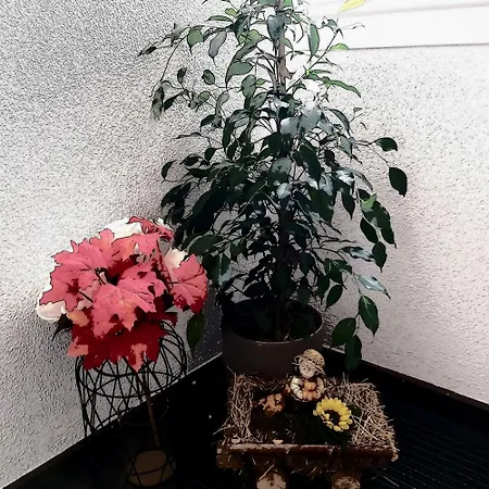 Lägenhet Kleine Altstadt Oase Bernkastel-Kues